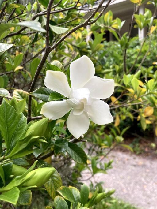 Walk To Bay Street And Historic Downtown Beaufort! Close To Parris Island Mcrd!! Buitenkant foto